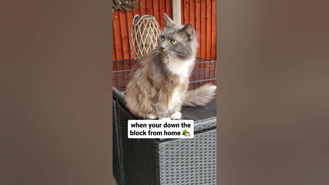 How do cats know the difference? cats catlover pets YouTube