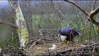 THREE Eaglets for Breakfast Please! April 2 2024