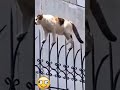 The cat is walking on spears 😂 #shorts Cool Funny video by CUCUMBE