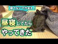 √100以上 亀 なつく 種類 224703-亀 なつく 種類