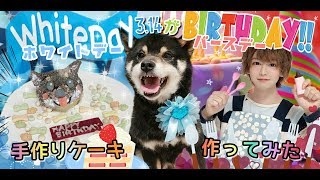 ホワイトデーが誕生日の柴犬にケーキを作ったら大惨事www I made a cake for my pet's birthday！