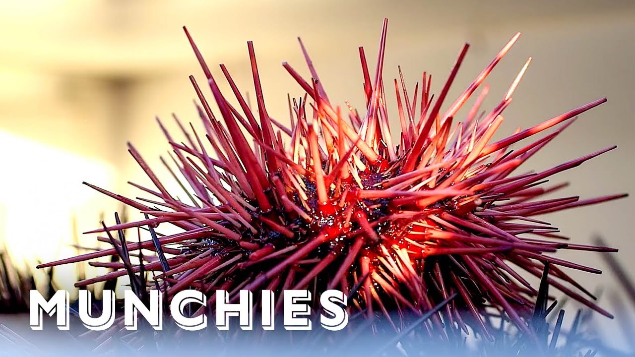 Sea Urchins Are California Gold: Hunter Gatherer | Munchies