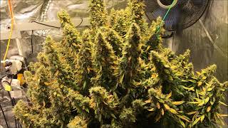 Monster Mass Auto (Final Stretch)