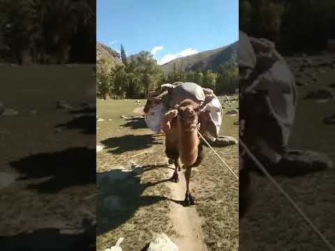 жайлауға көшу (1)