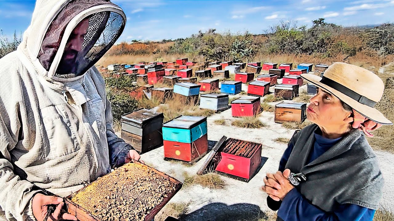 ¿Por qué buscan tanto la JALEA REAL? | 5 cosas que NO sabias de las ABEJAS