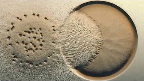 ScienceTake: Bacteria