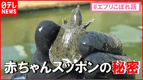 すっぽんデカイ