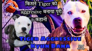 Tiger Real Life Story Part 3 क्यों टाइगर aggresive बना या उसको किसी ने बनाया