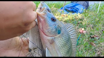 Câu cá rô phi kiểu này thì nhanh giàu lắm | bài mồi câu cá huyền thoại