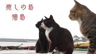 リアルねこあつめ！？猫だらけの島！