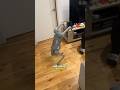 inilah kenapa robot dog susah buat di jatuhin #faktaunik #fyp #robot