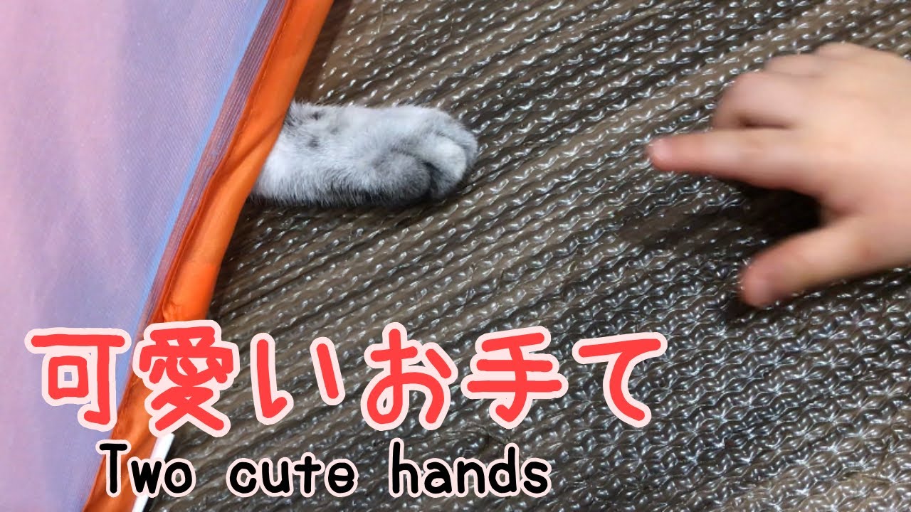 保護猫 2つの可愛い手 この後どうなる Rescued Cat Youtube