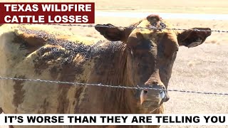 TEXAS CATTLE LOSSES | It's MUCH worse than reported...