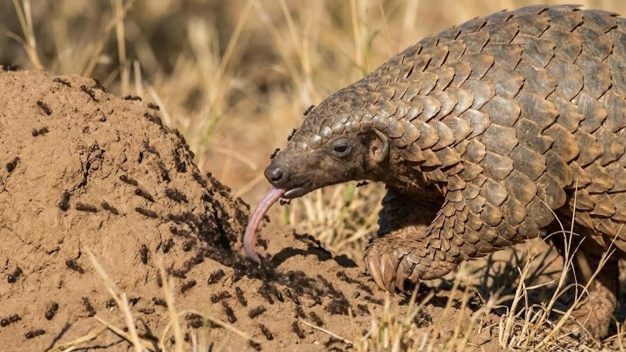 The Natural Enemies of Ants