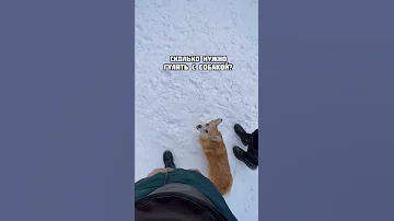 Сколько раз в день нужно гулять с собакой? #собака