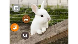 Rabbit Pokemon of Every Type | Normal, Fighting, Ground, Dark + Bonus!