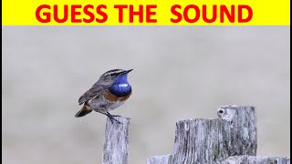 Guess the Bird Sound Game | 10 Bird Sounds to guess | Sound Quiz screenshot 1