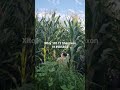 xitoy 101 f1 shaxrixon dexqon akamizdan kelgan video