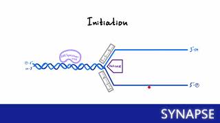 USMLE Step 1 - Репликация ДНК