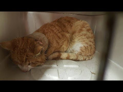 when-rescuers-found-this-terrified-cat,-the-roll-around-his-neck-had-caused-a-horrible-infection.