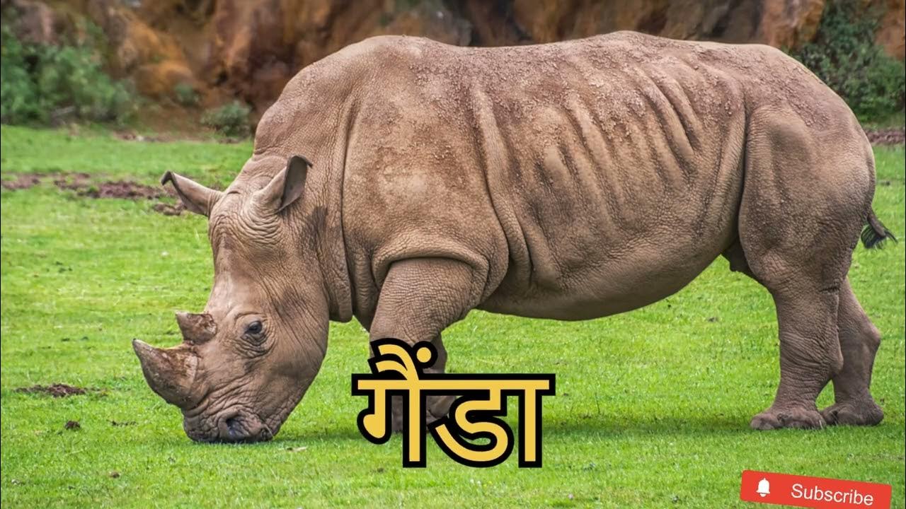 wild animals name in nepali जङ्गली जनावरका नामहरु। animals name vocabulary YouTube