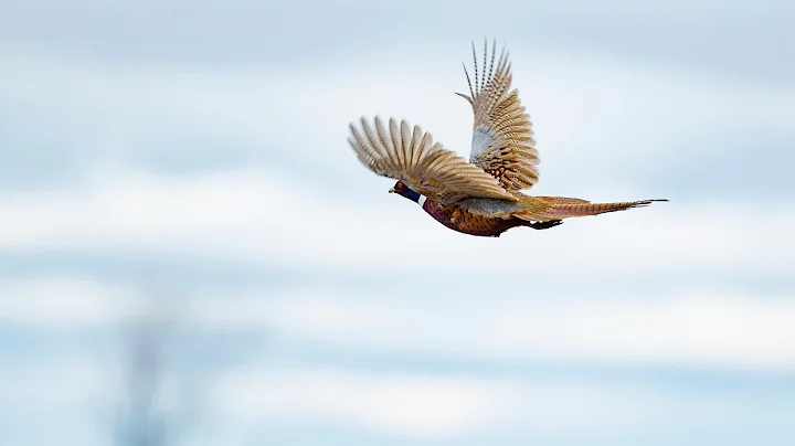 North Dakota Hunt with a Wildlife Photographer | The Flush: Season 12, Episode 5