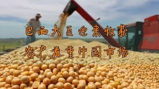 巴西大豆迎来收获季,农户看重中国市场,去年对华出口5800万吨