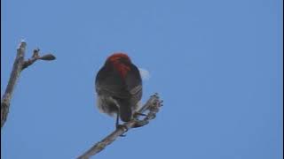 Burung Cabe Cabean Kepala Merah,gacorr di alam liar