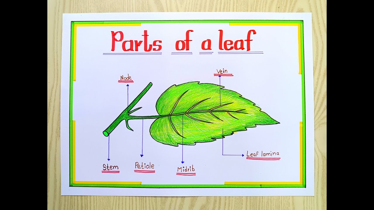 Simple Leaf Drawing With Parts Name