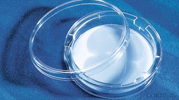 Transwell Permeable Supports