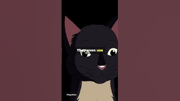Cats Have a Secret Language Just for You!