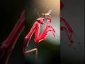 “Looks Like a Flower… But It Hunts Insects!”😨🌸#insects #viral