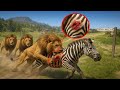 Poor ZEBRA Chased by four hungry LIONS Across the Savannah...