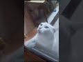 The cat is saying, "Help, let me out of here!" let me to escape from a mouse.