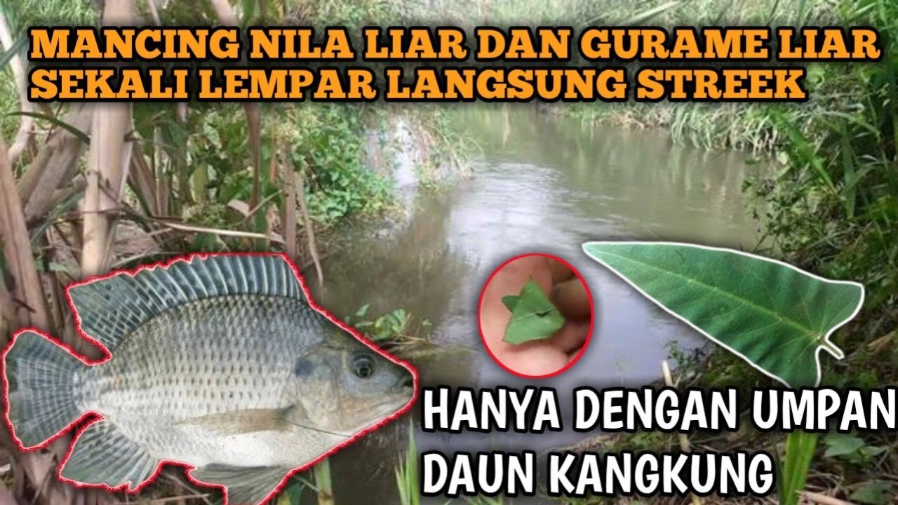 PUCUK DAUN KANGKUNG || ANDALAN UMPAN NILA LIAR DAN GURAME