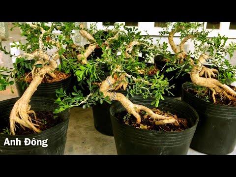 Video 10 Cây nguyệt quế Thái mini - youtube