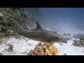 Diving with morray, turtle and dolphins in Hurghada oct 2018 - [3D]