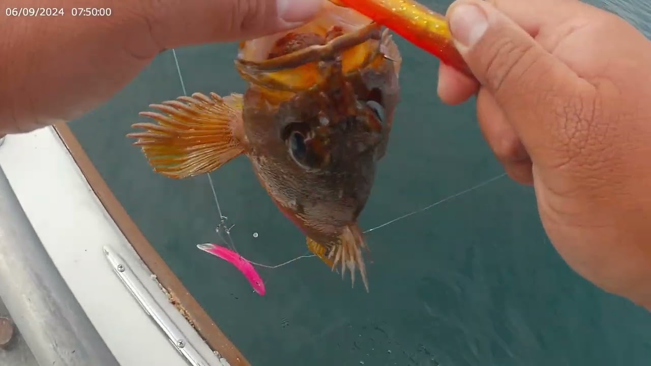 S1E3 Quick Rockfish Bite on Hookup Baits