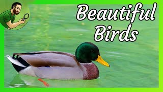 Beautiful Birds: The Mallard