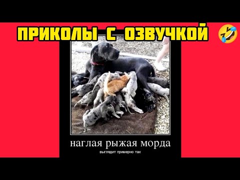 примерно так смотреть смешные картинки мемы котики приколы с озвучкой 🤣