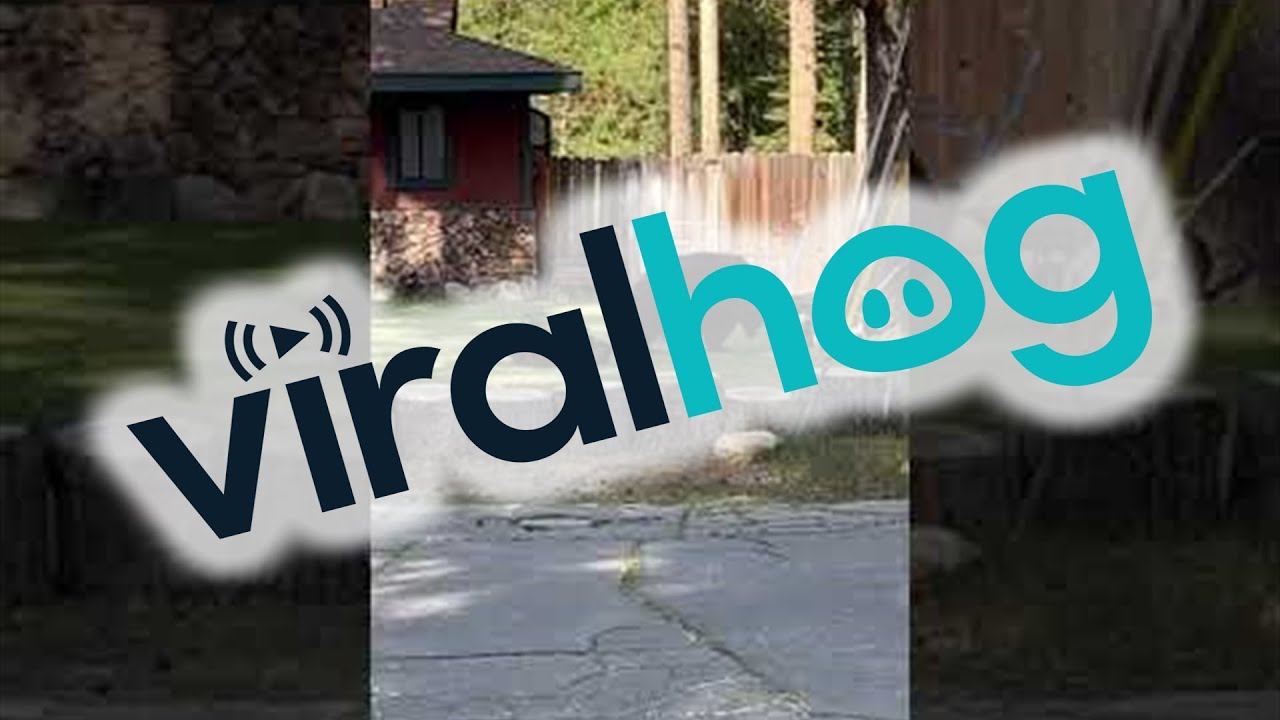 Mama Bear Relaxing While Cub Plays With the Hose || ViralHog - YouTube