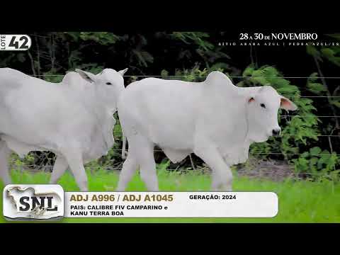 LOTE 42   ADJ A996   ADJ A1045