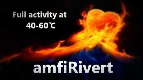 amfiRivert cDNA Synthesis Master Mix