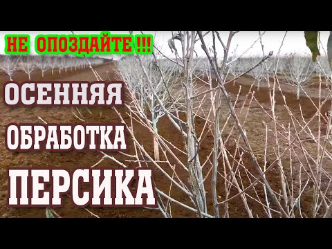 Видео: Чем вы опрыскиваете персики?