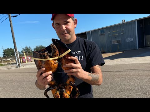 Video: Ang lobster ba ay dapat na kulay rosas?