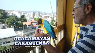 Guacamayas Caraqueñas - Caos en El Marques