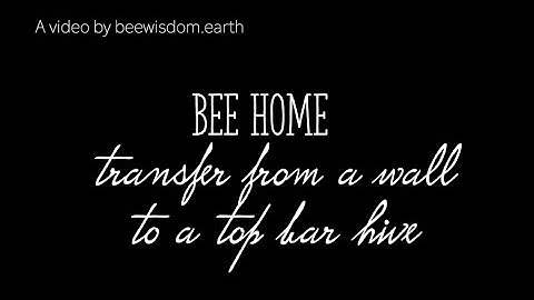 BEE HOME - Swarm Transfer from a Wall to a Top Bar Hive