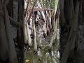 Móc trứng 🐜 2 fen cười xỉu ,cá to trả đũa #CauCa #CaKhung #HaiHuaFishing #FishingLife #FishingVideo