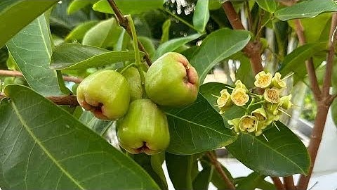 Chiếc cành mận xanh đường Sóc Trăng sao cho mao ra rể.