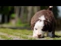 In home dog training | 10 Cool Unique Commands for House Training Puppy In home dog training | 10 Cool Unique Commands for House Training Puppy